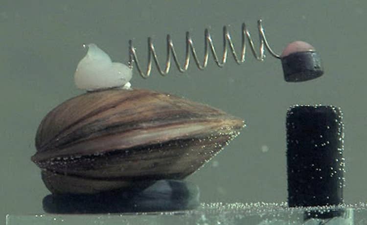 Những con trai kiểm nghiệm nước tại Warsaw